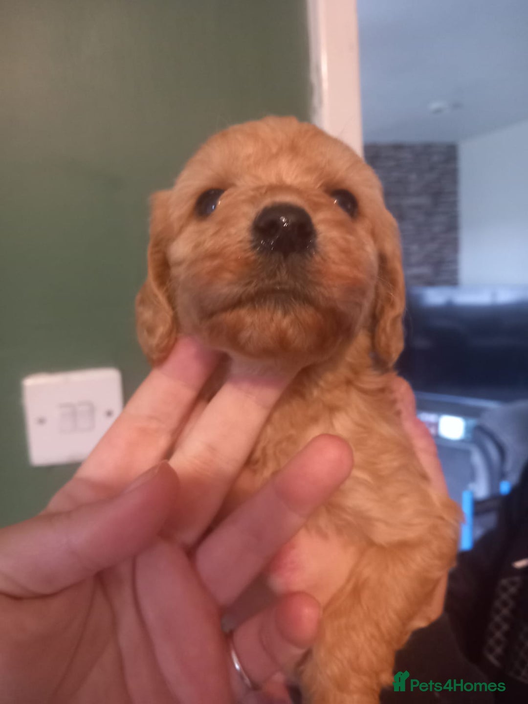 Cockapoo dogs for sale: Beautiful litter of 8 cockapoos one girl left - Advert 4