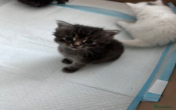 Mixed Breed cats for sale: Kittens  - Image 4