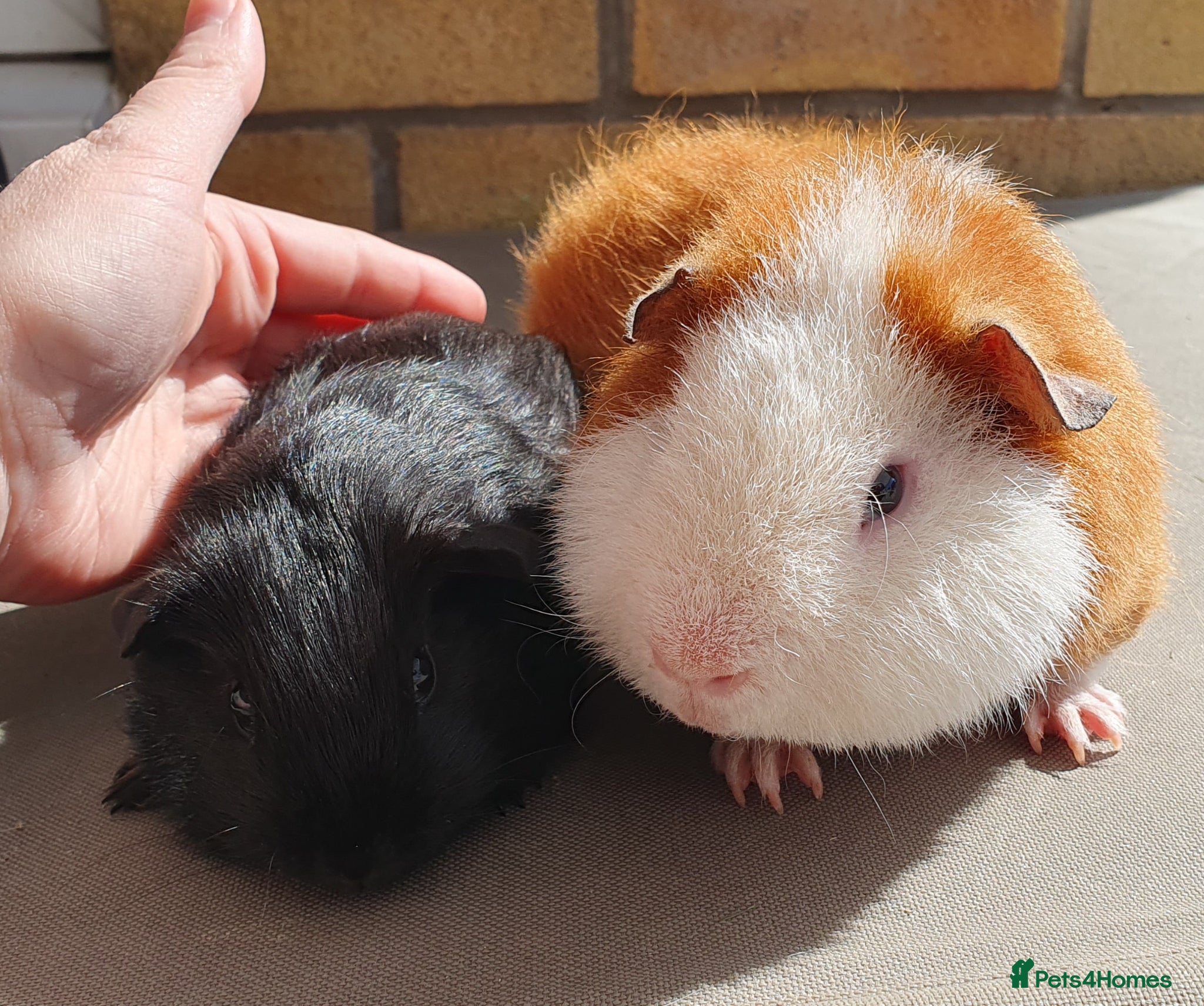 Guinea Pig rodents guinea pigs  - Advert 18