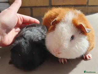 Guinea Pig rodents guinea pigs - Advert 18