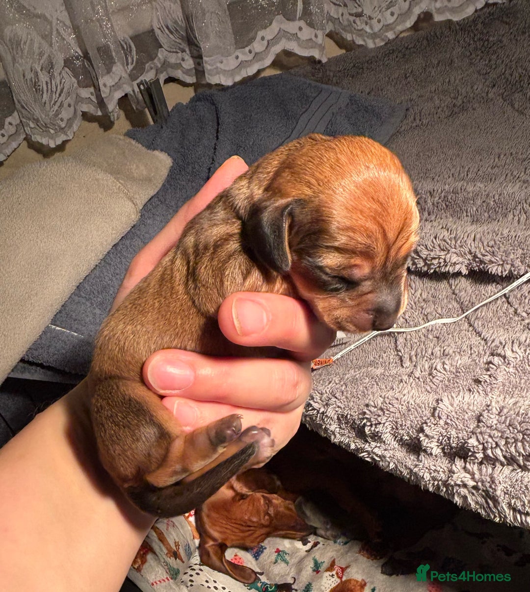 Miniature Dachshund dogs for sale: Miniature dachshund (1 girl left) - Advert 27