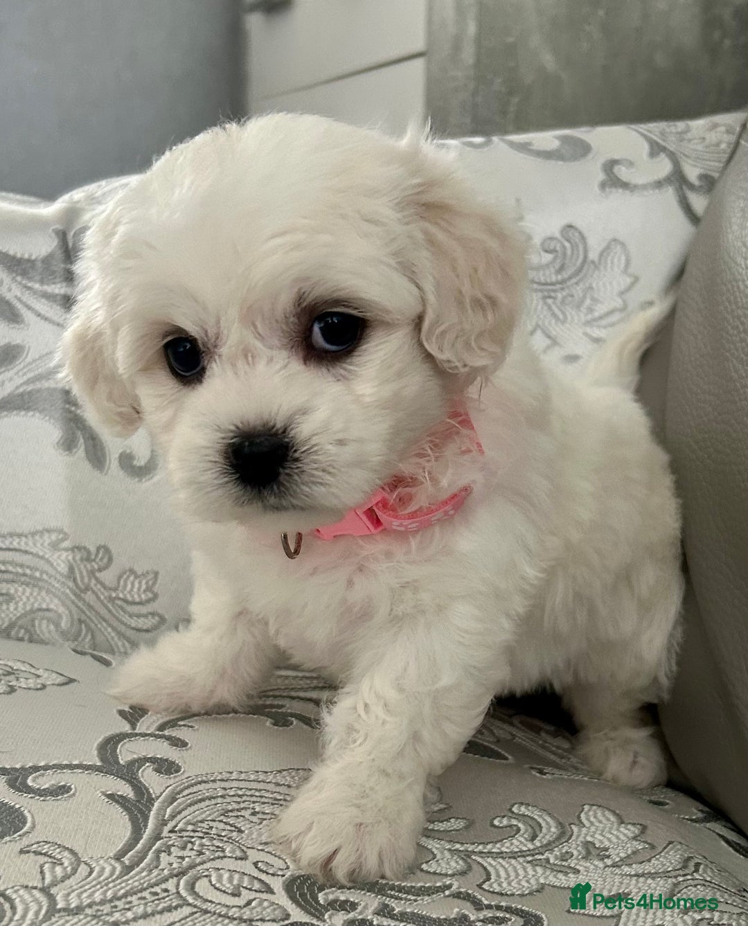 Mixed Breed dogs for sale: La Chon Puppies!  - Image 13