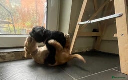 Cocker Spaniel dogs for sale: Working Cocker Spaniels - Image 14