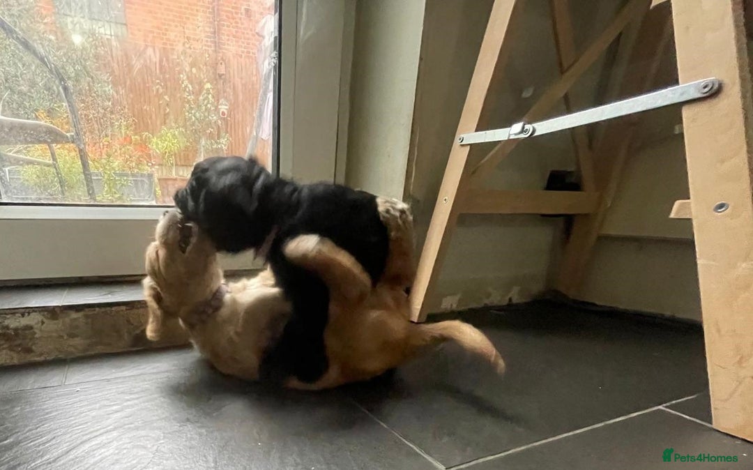 Cocker Spaniel dogs for sale: Working Cocker Spaniels - Image 14