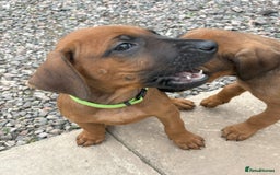 Rhodesian Ridgeback dogs for sale: UBUKHOSI Rhodesian Ridgebacks - Image 3