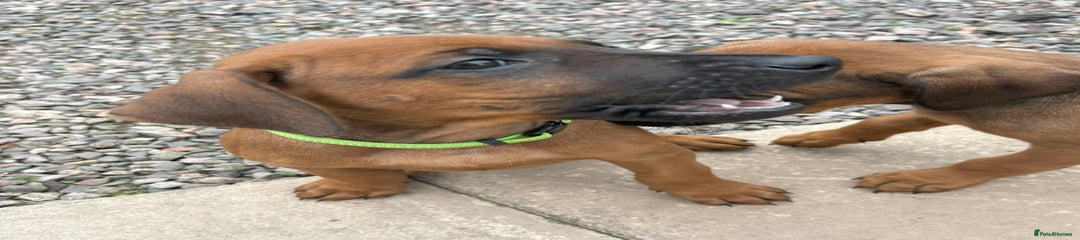Rhodesian Ridgeback Puppy 5