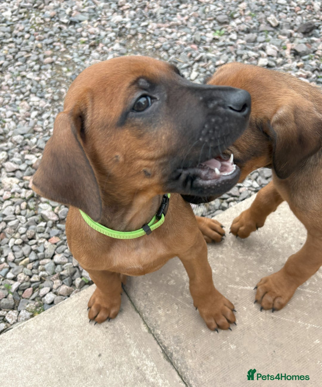 Rhodesian Ridgeback dogs for sale: UBUKHOSI Rhodesian Ridgebacks - Image 3