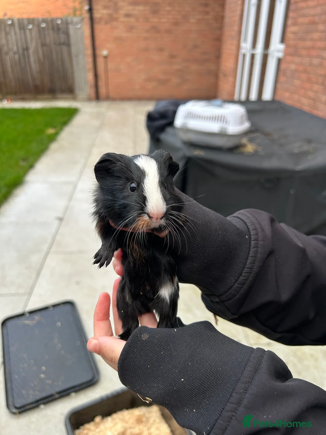 Guinea Pig rodents for sale: 6 female guinea pigs in Nottingham - Advert 5