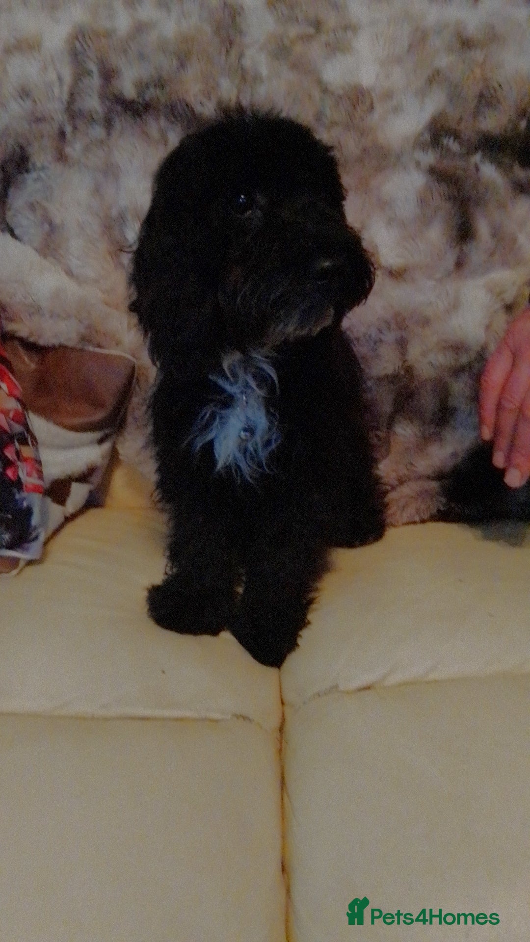 Cockapoo dogs 1 Cockapoo girl fully vaccinated - Advert 6