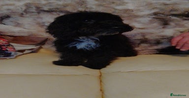 Cockapoo dogs F1 Cockapoo girls fully vaccinated - Advert 15