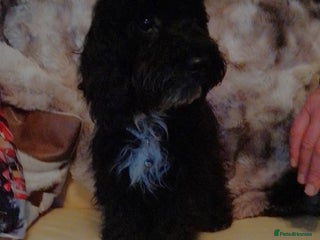 Cockapoo dogs 1 Cockapoo girl fully vaccinated - Advert 6