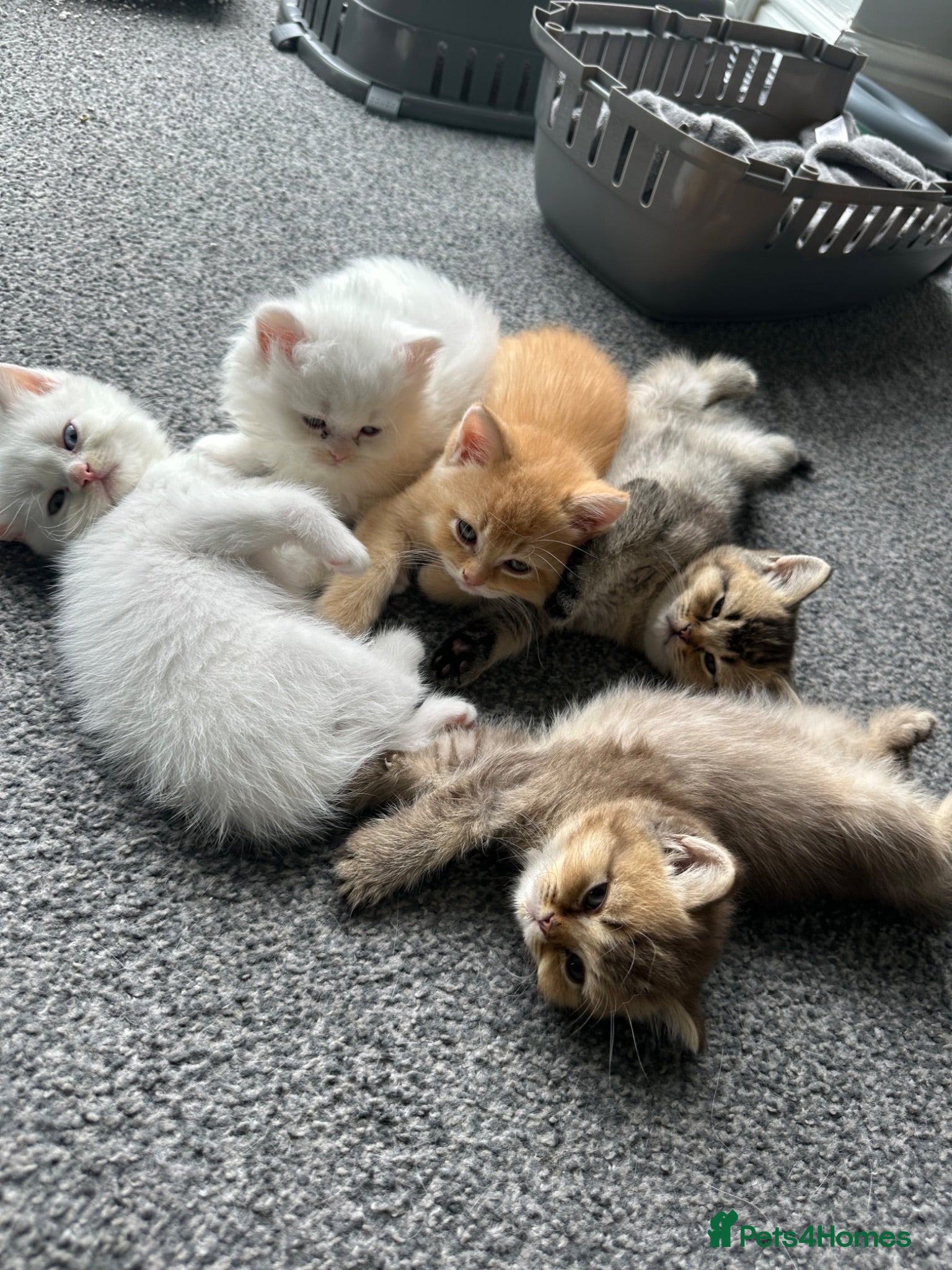 British Shorthair cats ACTIVE registered gccf fluffy kittens  - Advert 2