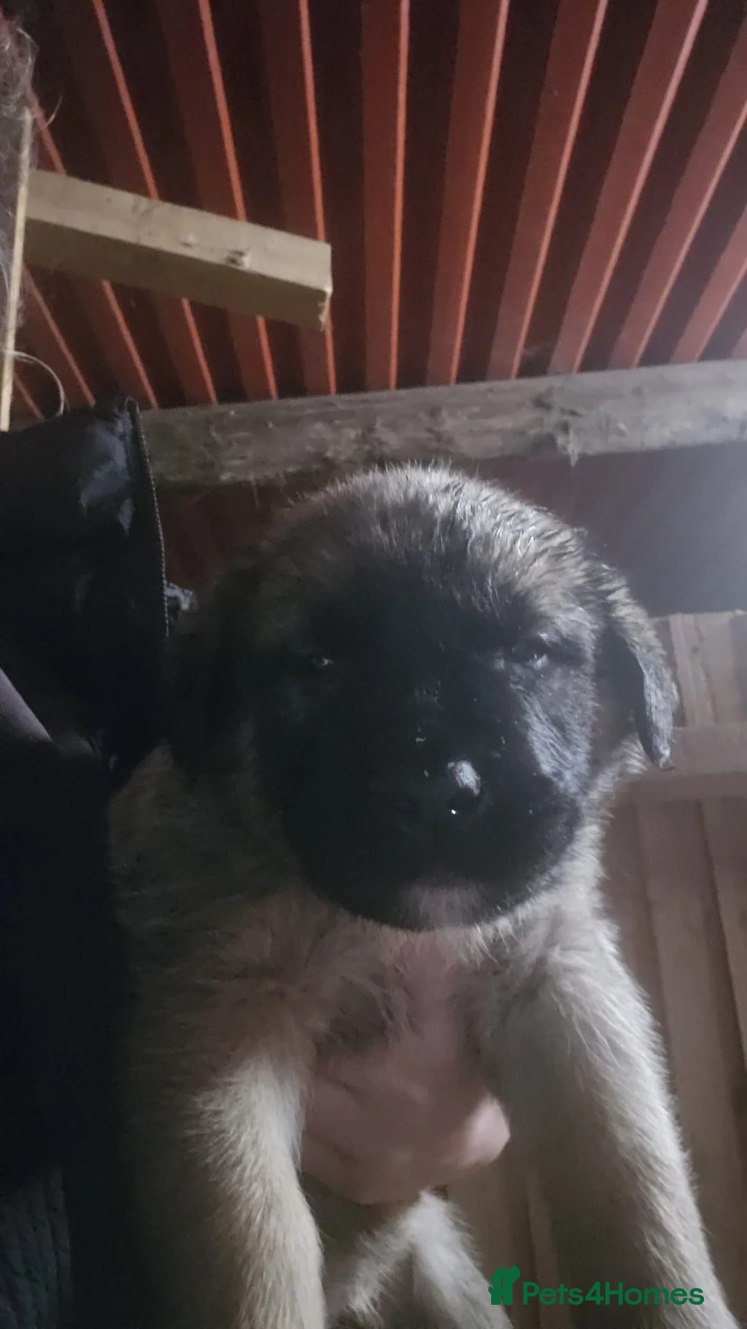 Anatolian Shepherd dogs for sale: Beautiful litter 5 girls left  - Advert 23