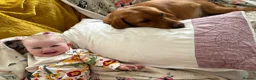 Labrador Retriever dogs for sale: Shiny Red Labrador Pups!  - Advert 17