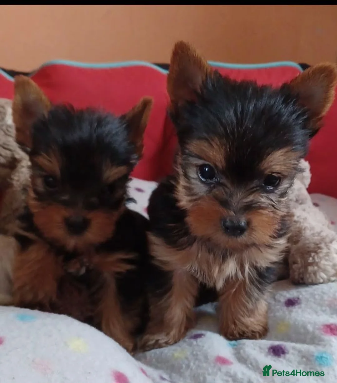 Yorkshire Terrier dogs for sale:   5 generation pedigree sertificate boy & girl  - Advert 2