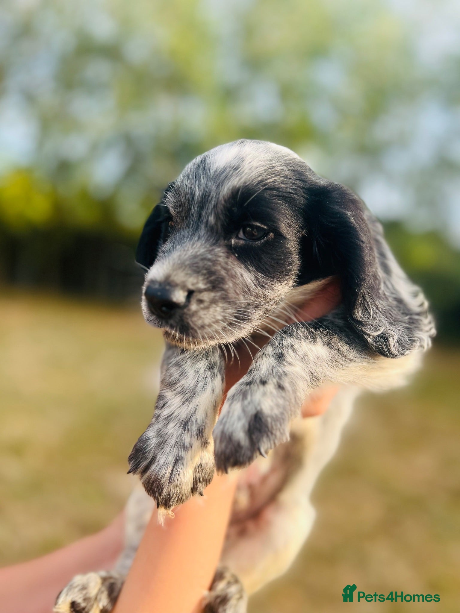 Cocker Spaniel dogs Stunning cocker spaniels ready now - Advert 1
