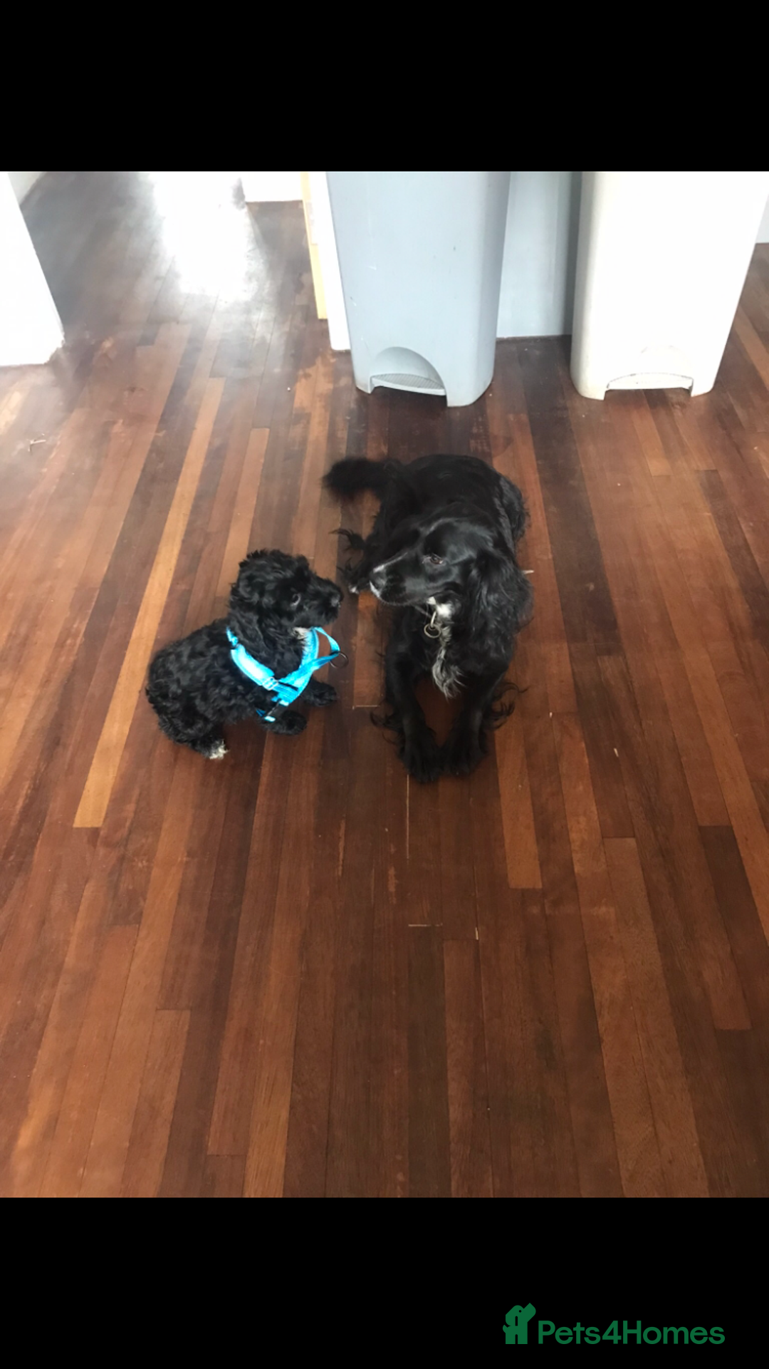 Cockapoo dogs for sale: Cockapoo - Advert 2