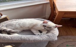 British Shorthair cats for sale: Silver shaded British Shorthair Kitten - Image 6