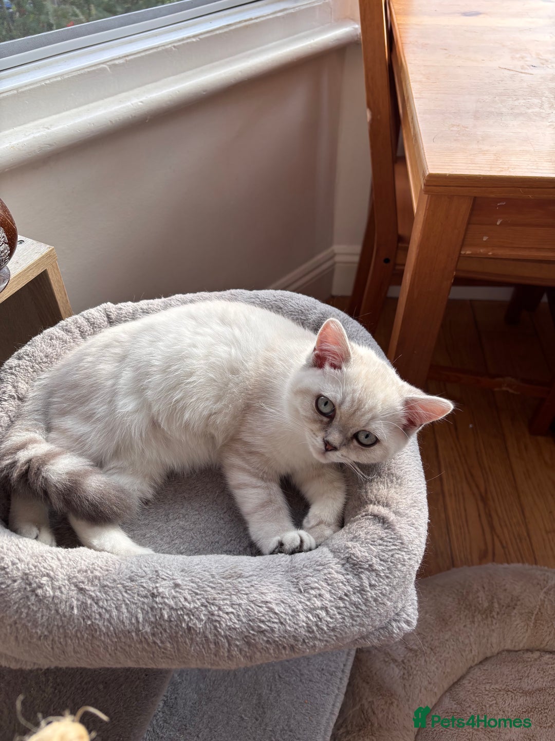 British Shorthair cats for sale: Silver shaded British Shorthair Kitten - Image 6