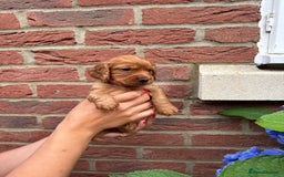 Cocker Spaniel dogs for sale: Health Tested Clear Cocker Spaniel Puppies  - Image 21