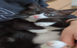 Mixed Breed cats for sale: A cute kitten named Kacper is looking for love - Image 4