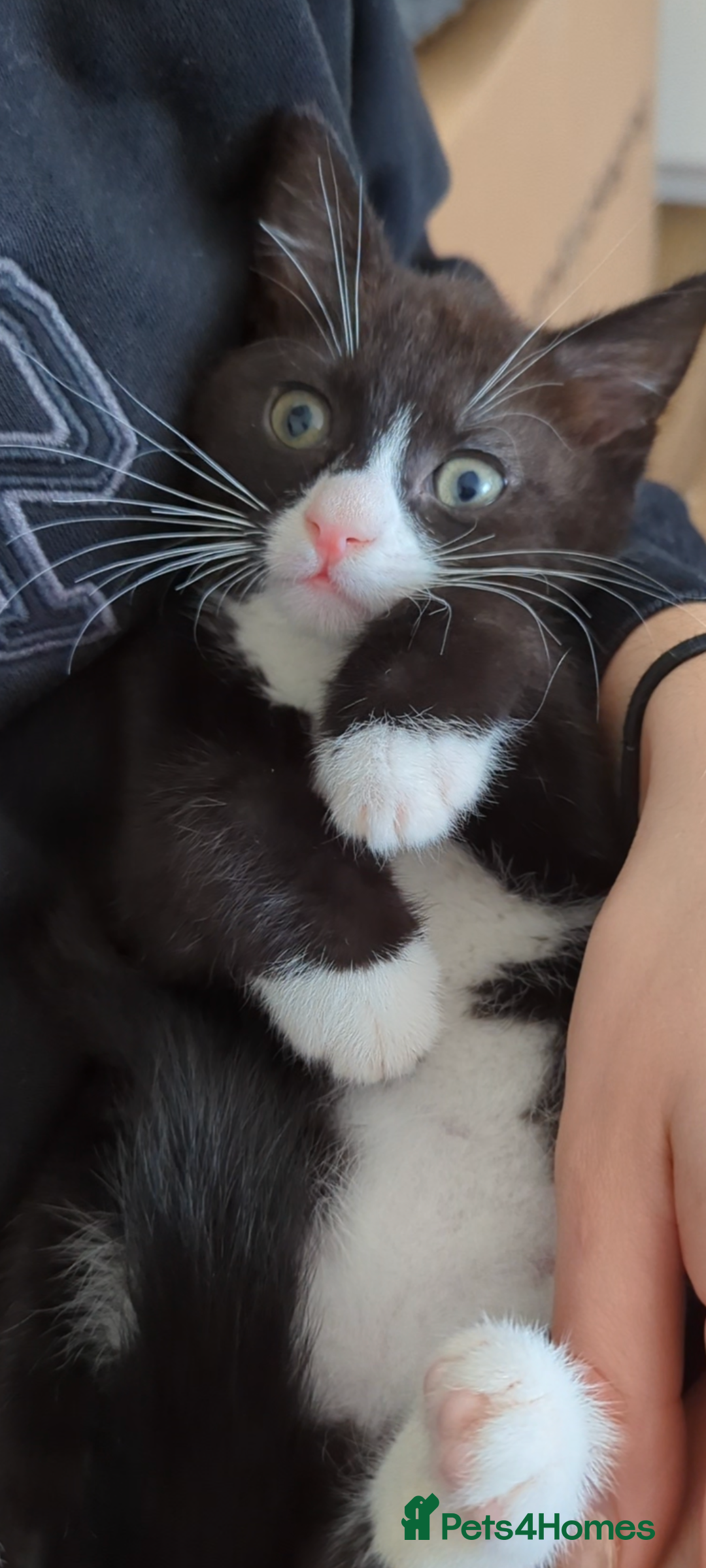 Mixed Breed cats for sale: A cute kitten named Kacper is looking for love - Image 4
