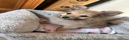 Pomeranian dogs for sale: Pomeranian puppies  - Advert 6