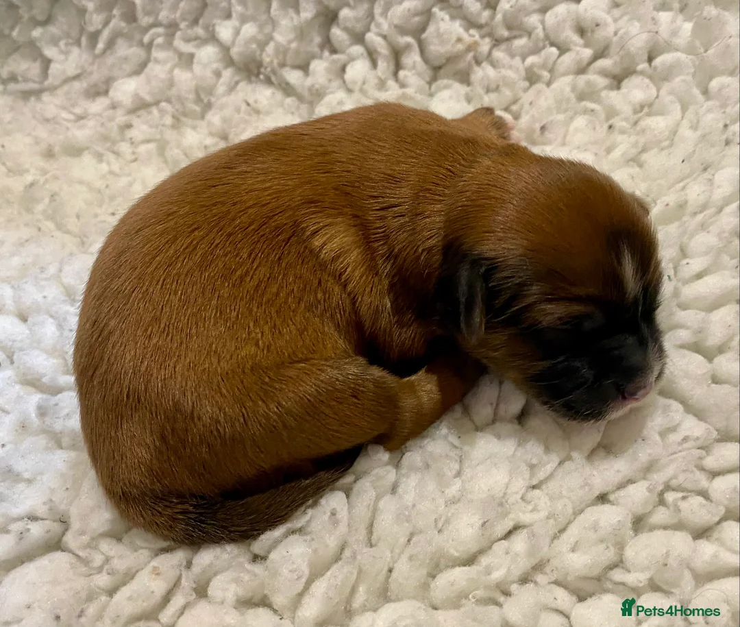 Tibetan Terrier dogs for sale: KC registered Tibetan Terrier pups for sale - Advert 7