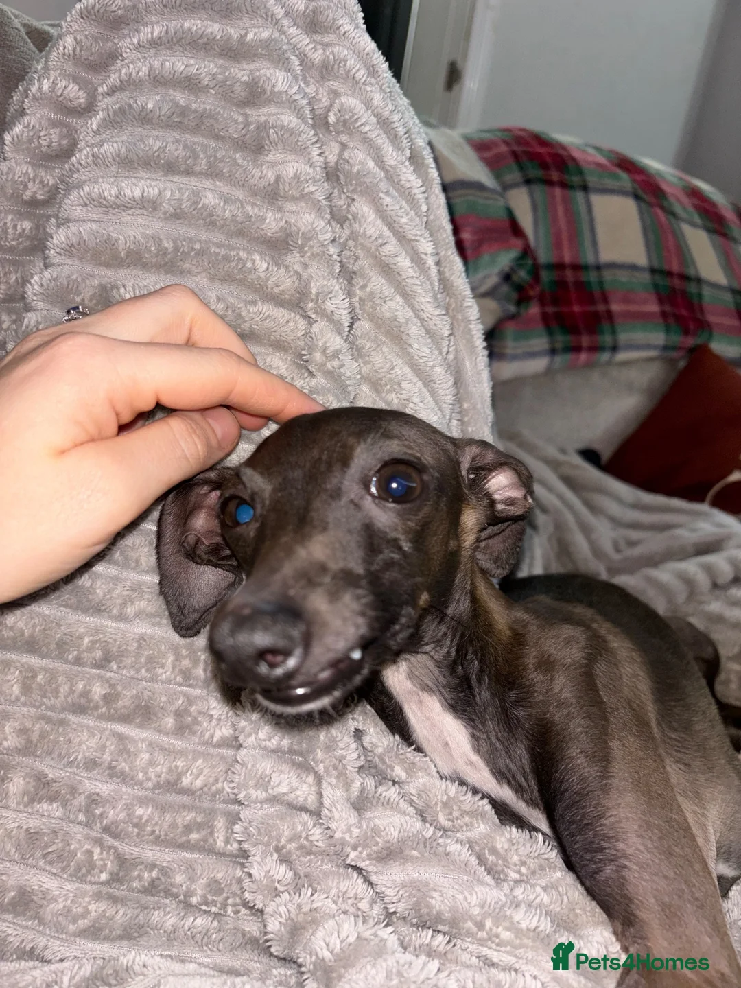 Italian Greyhound dogs for sale: italian greyhound - Advert 3