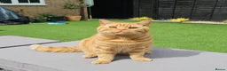 British Shorthair cats for sale: 💜 Precious Litter Of BSH Kittens 💜 - Advert 14