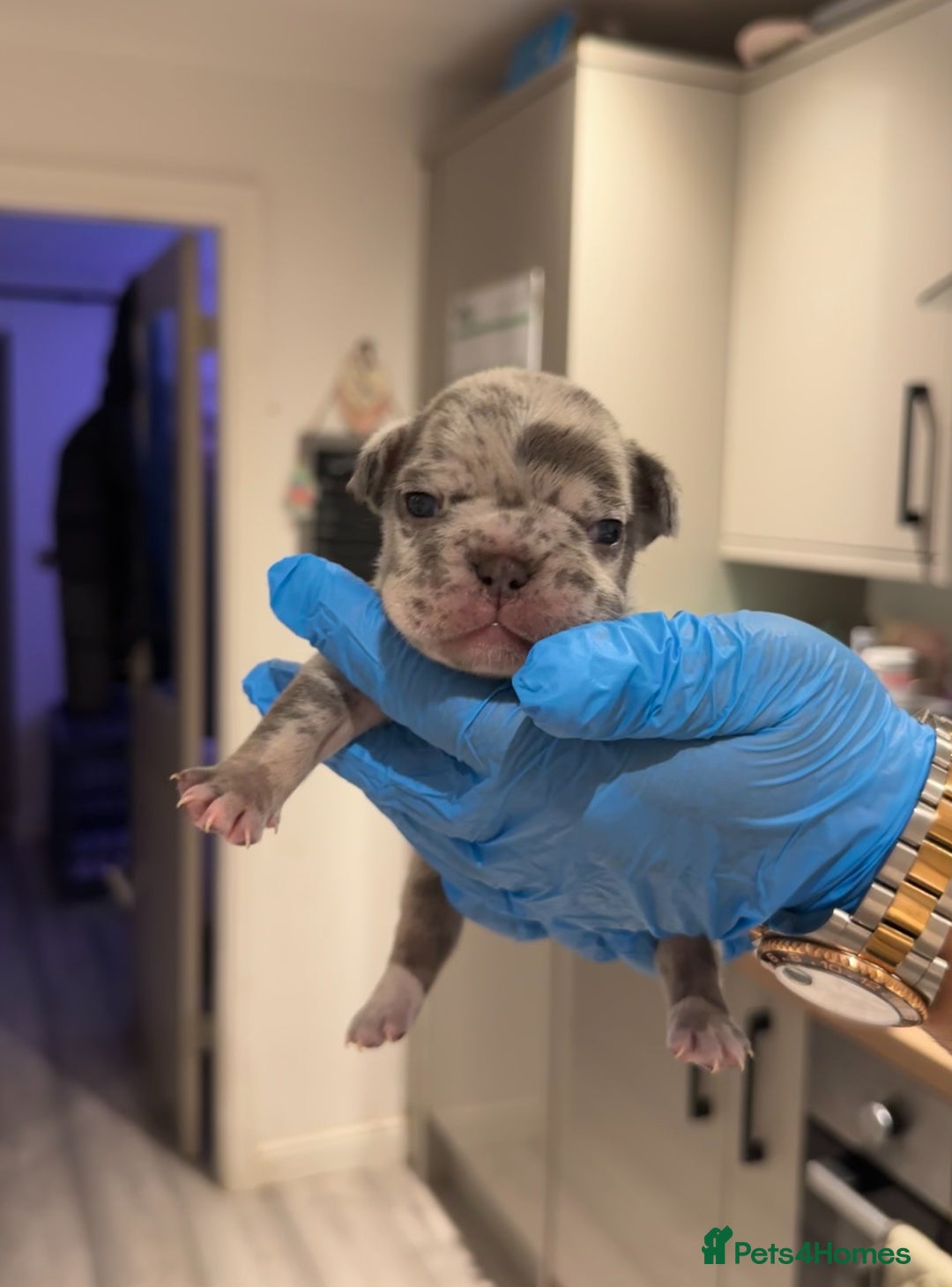 French Bulldog dogs for sale: Merle and lilac and tan French bulldog puppies - Image 9