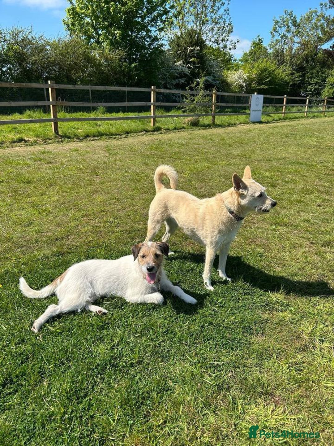Mixed Breed dogs for adoption: Zori - Badersfield Norfolk  - Image 4
