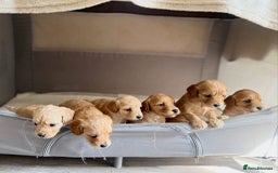 Cockapoo dogs for sale: Cockapoo puppies - Image 1