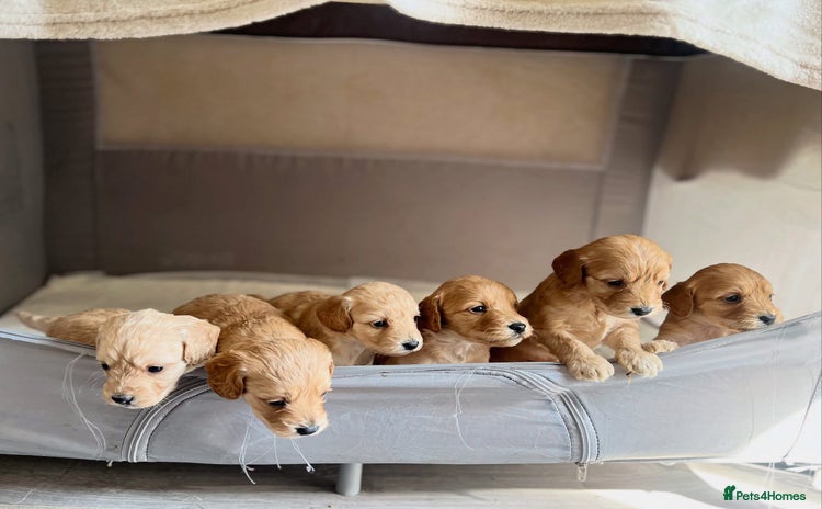 Cockapoo dogs - Advert 1