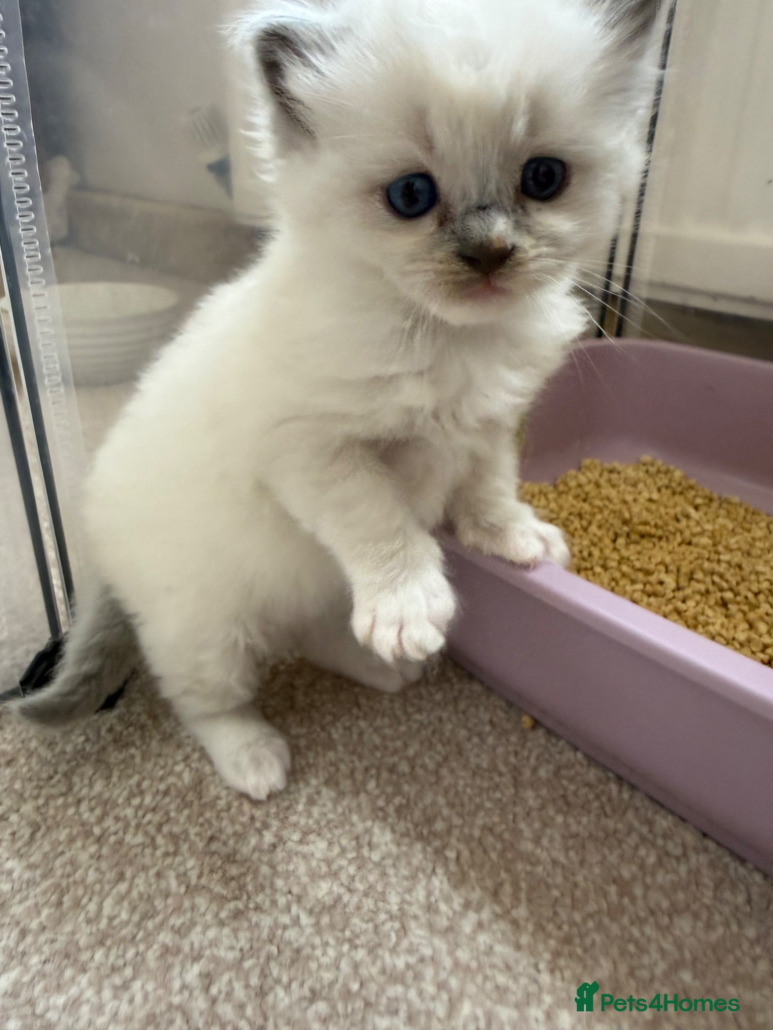 Ragdoll cats Blue point ragdolls ❤️ - Advert 2