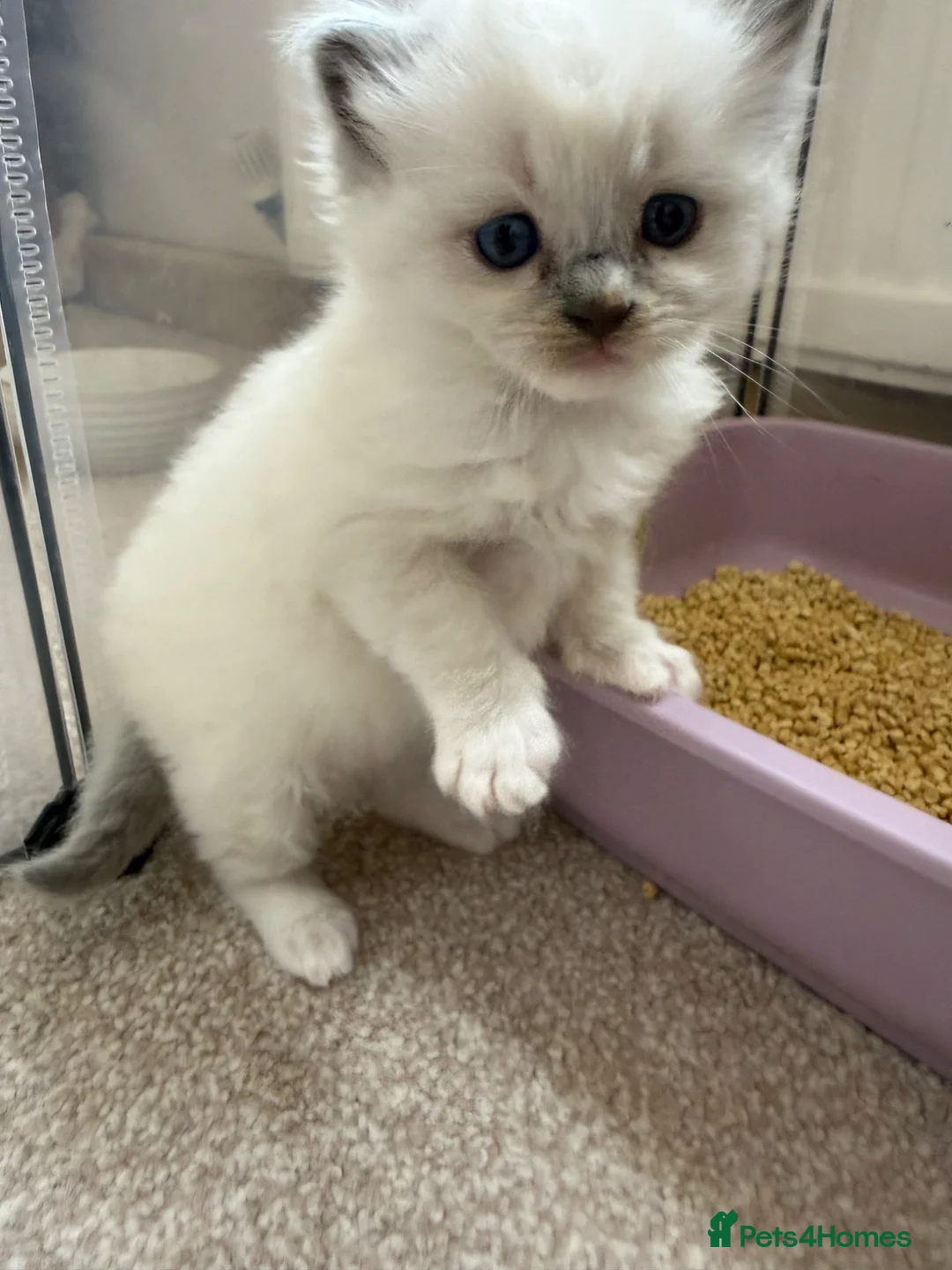 Ragdoll cats for sale: Blue point ragdolls ❤️ - Advert 2