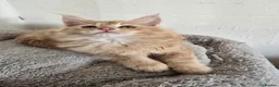 Maine Coon cats for sale: Full Mainecoon beautiful kittens  - Advert 15