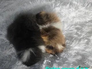Guinea Pig rodents Fluffy Guinea Pigs - Advert 1