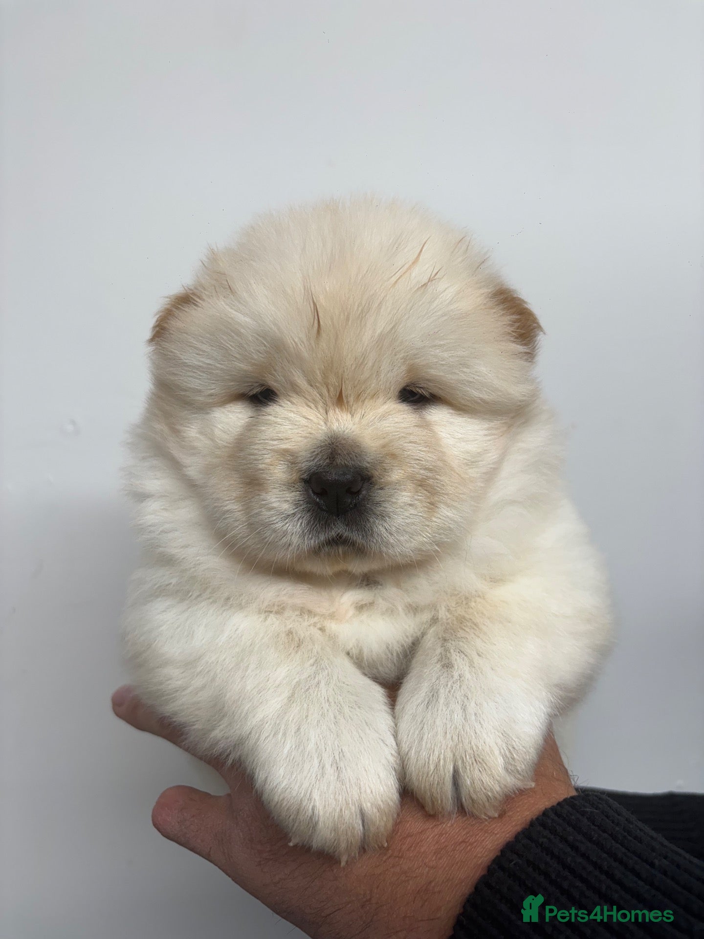 Chow Chow dogs DWKC CHOW CHOW MALE PUPS  - Advert 17