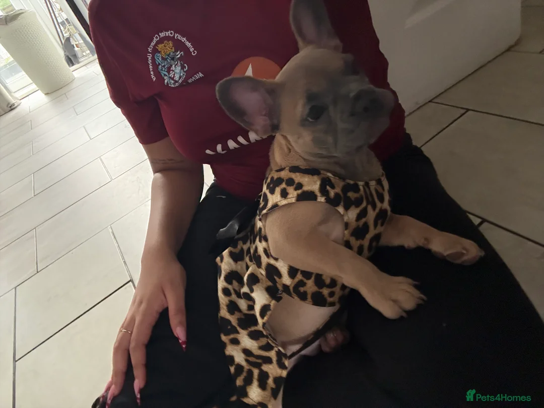 French Bulldog dogs for sale: 13 Weeks French Bulldog Vaccinated & Microchipped - Advert 2