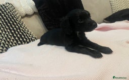 Cockapoo dogs for sale: 4 Stunning and Healthy cockapoos *2 girls 2boys* - Image 17
