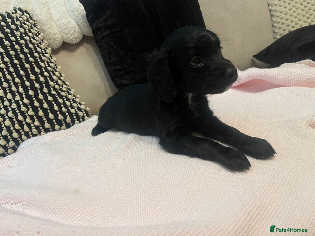 Cockapoo dogs for sale: 4 Stunning and Healthy cockapoos *2 girls 2boys* - Image 17