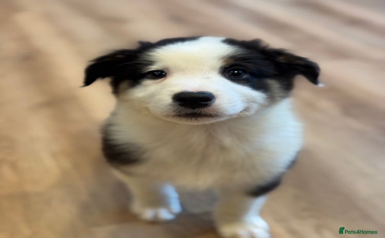 Australian Shepherd dogs - Advert 1