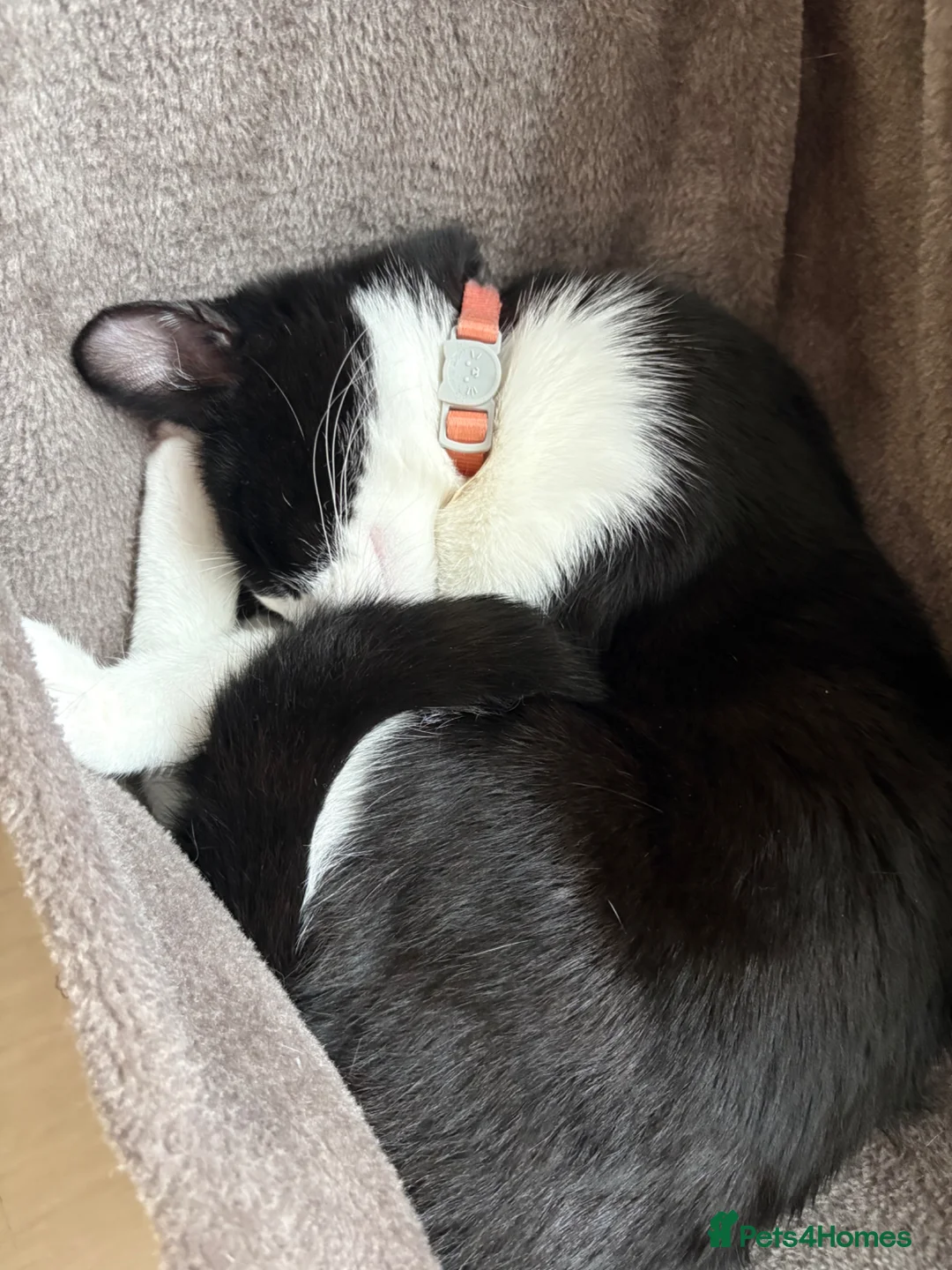 Mixed Breed cats for sale: Seven month old kitten - Oreo in Waltham Cross - Advert 2