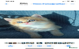British Shorthair cats for sale: British Golden Shorthair kittens GCCF  - Image 3