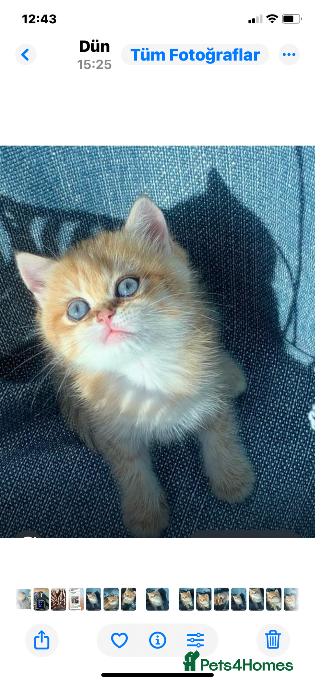 British Shorthair cats for sale: British Golden Shorthair kittens GCCF  - Image 3