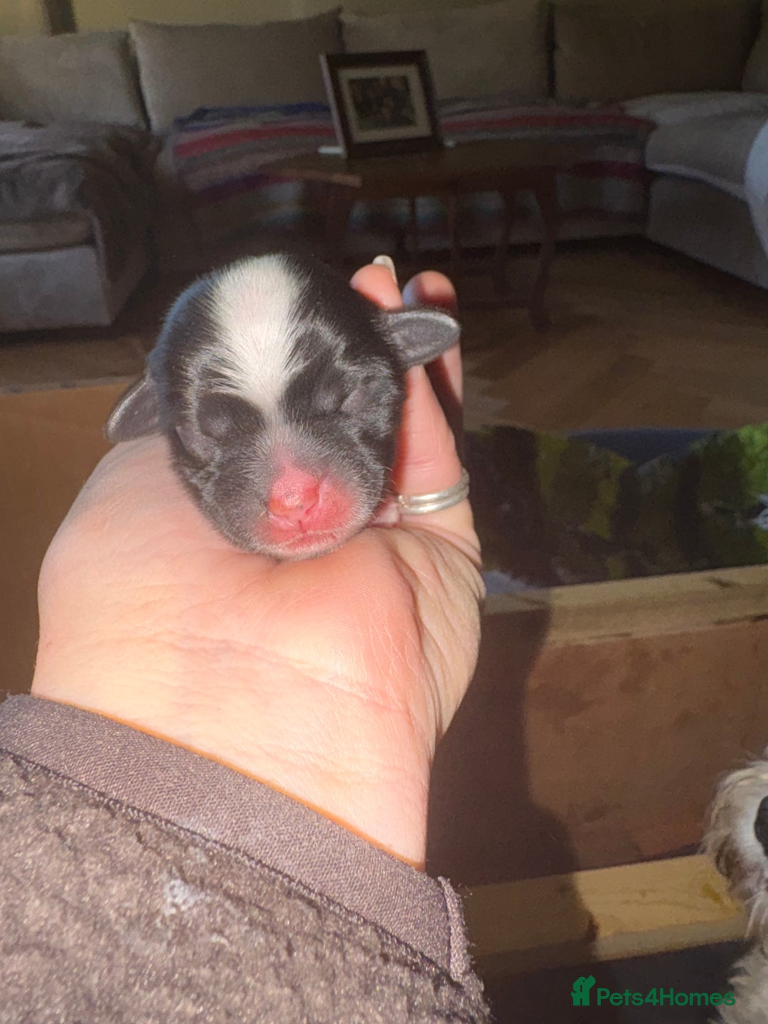 Tibetan Terrier dogs for sale: KC fully health tested exceptionally bred Tibetan  - Advert 30