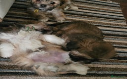 Lhasa Apso dogs for sale: Lovely pedigree puppys - Image 17