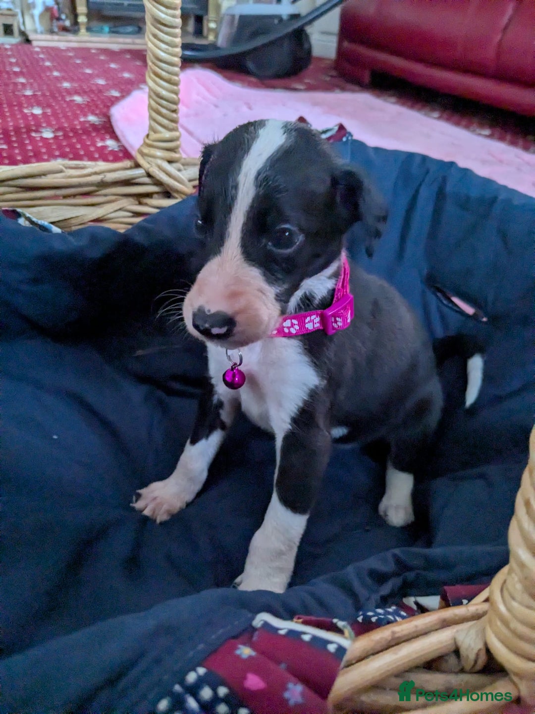 Mixed Breed dogs for sale: Saluki whippets  - Image 18