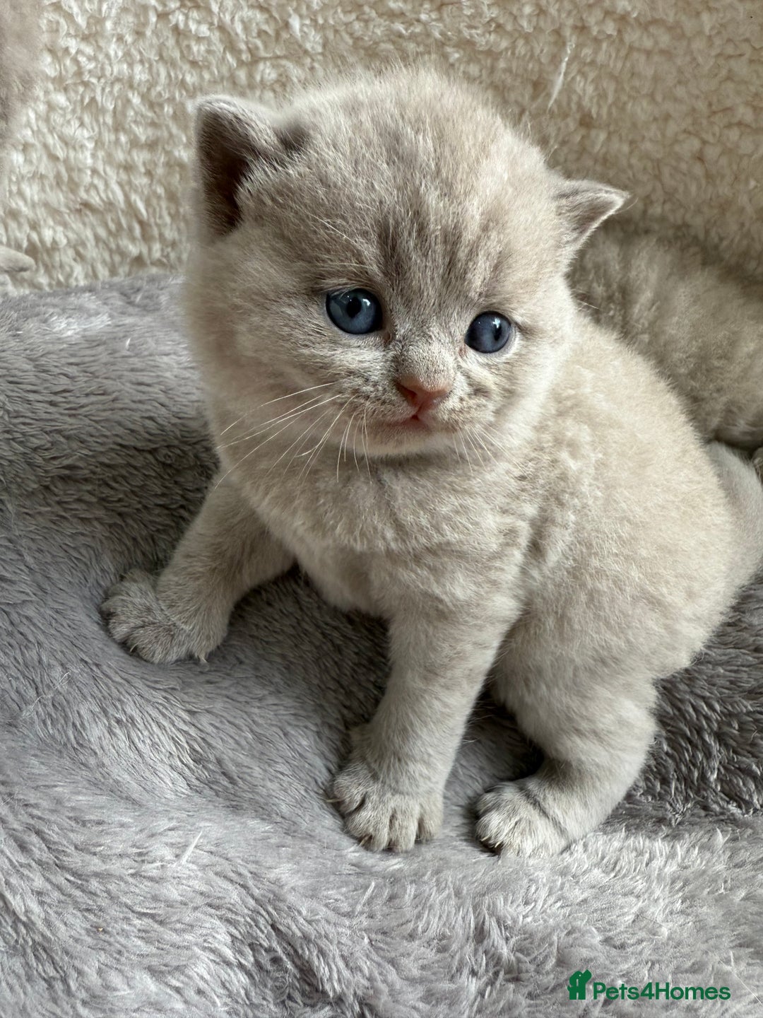 British Shorthair cats for sale: Champions bloodline British Shorthair Kittens! 🐾  - Image 23
